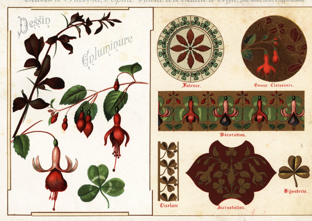 Bilder av fuchsia och berberis från manuskript och deras tillämpning av Ernest Guillot