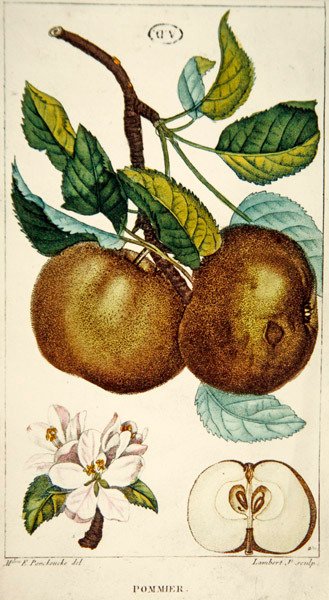 Äppelträd, graverad av Lambert, c.1820 (färgad gravyr) av Ernestine (after) Panckoucke