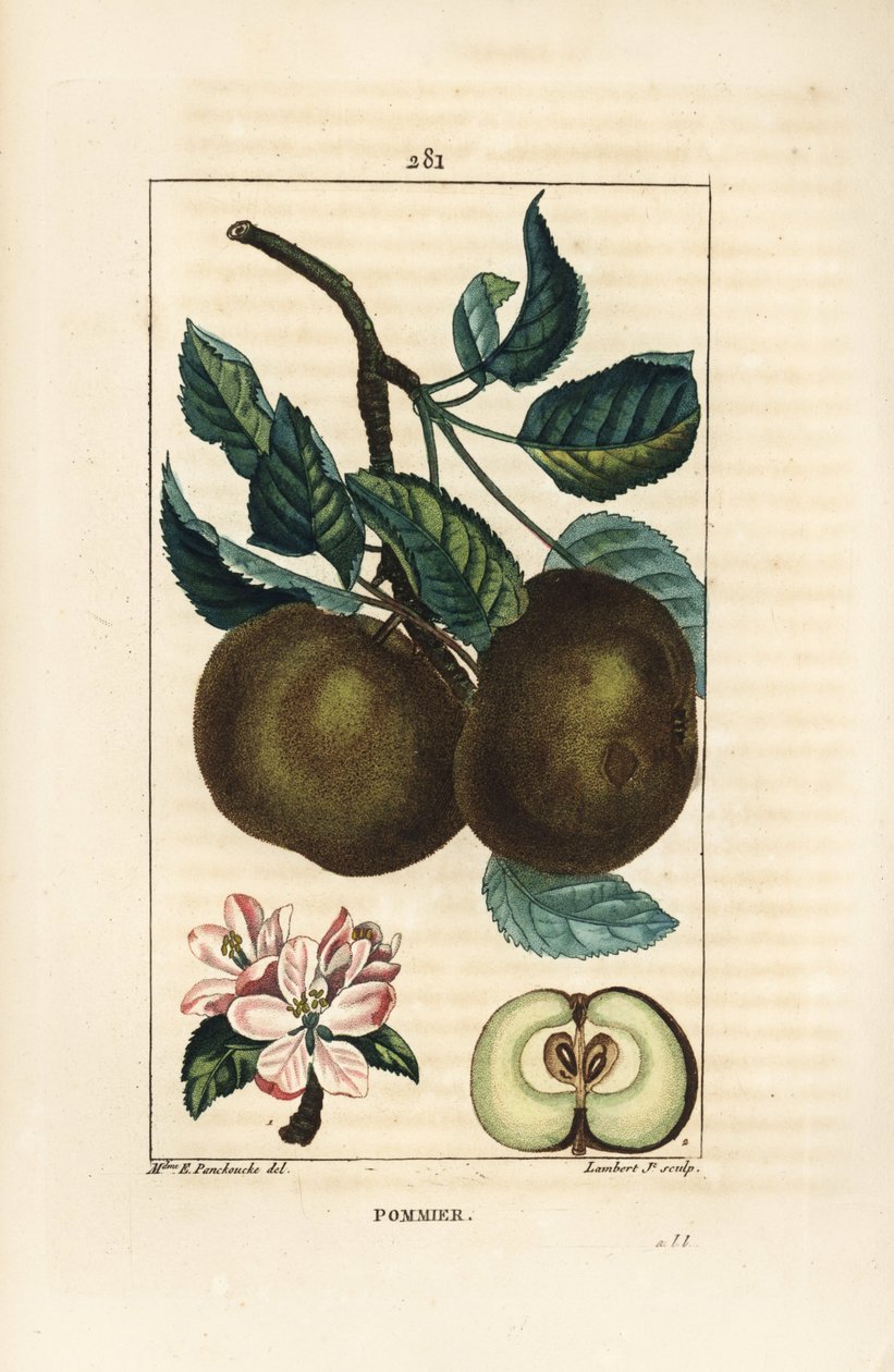 Äppelträd - Äppel, Malus domestica, med gren, blad, frukt, blomma och mogen frukt i sektion som visar frön. Handkolorerad kopparstick av Lambert Junior från en teckning av Ernestine Panckoucke från Chaumeton, Poiret och Chamberets "" La av Ernestine Panckoucke