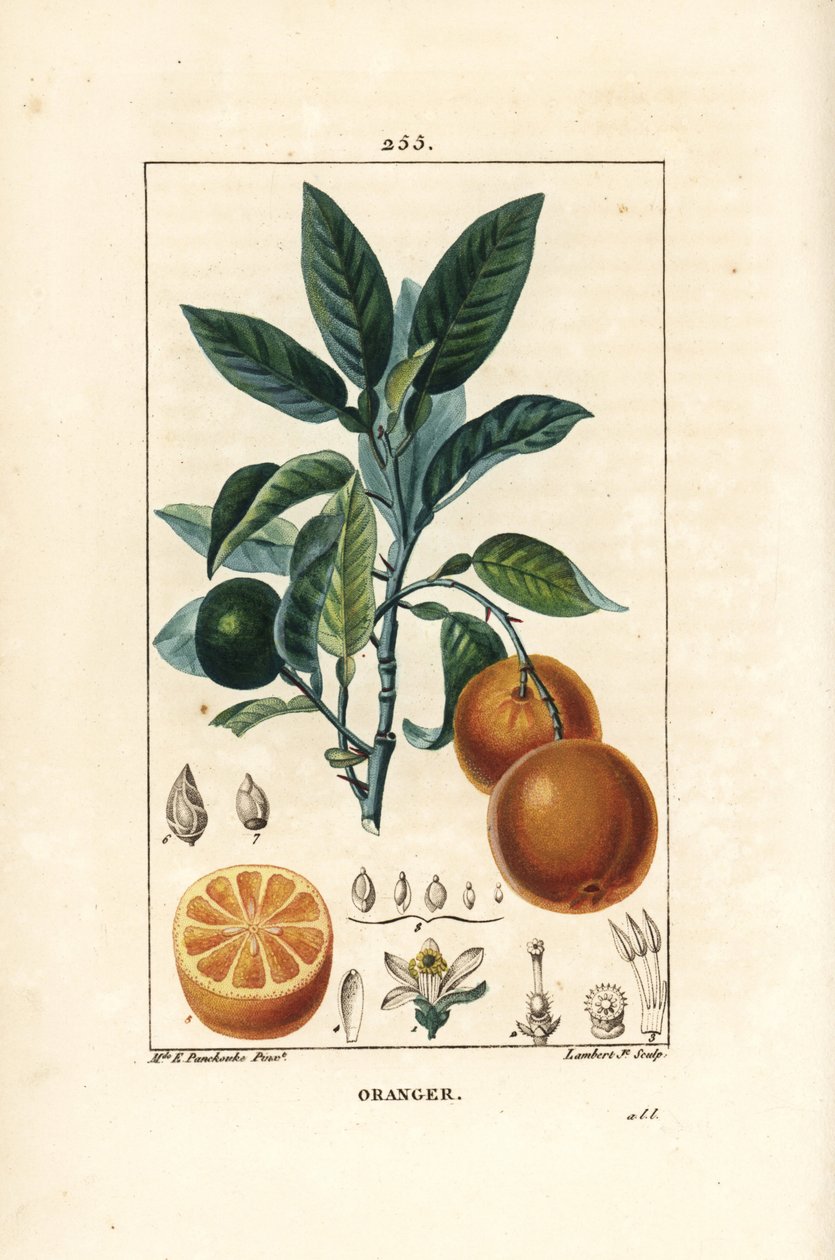 Bigaradier, Apelsin, Citrus aurantium, med gren, blad, blomma, mogen och omogen frukt och snitt genom frukt. Handkolorerad kopparstick av Lambert Junior från en teckning av Ernestine Panckoucke från Chaumeton, Poiret och Chamberets " av Ernestine Panckoucke