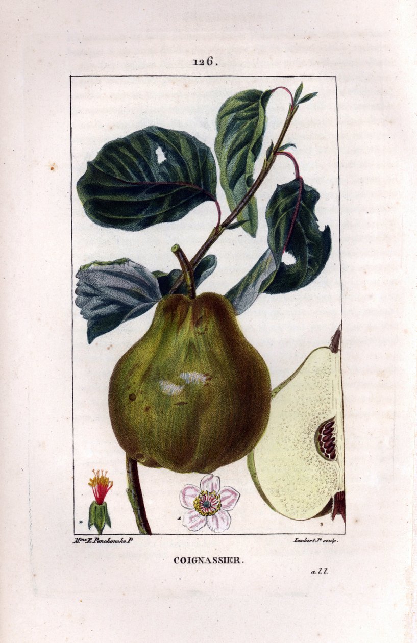 Botanisk tavla: kvittenträd, Pyrus oblonga, som visar frukt, blommor, löv, gren och fruktsektion. Handkolorerad kopparsticksgravyr av Lambert Junior från en teckning av Madame Panckoucke från Chaumeton, Poiret et Chamberets "" La Flore Med av Ernestine Panckoucke