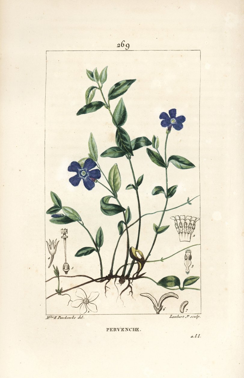 Liten snäcka - Lesser snäcka, Vinca minor, med blomma, blad, stjälk, rot och frö. Handkolorerad kopparstick av Lambert Junior från en teckning av Ernestine Panckoucke från Chaumeton, Poiret och Chamberets "" La Flore Medicale,"" P av Ernestine Panckoucke
