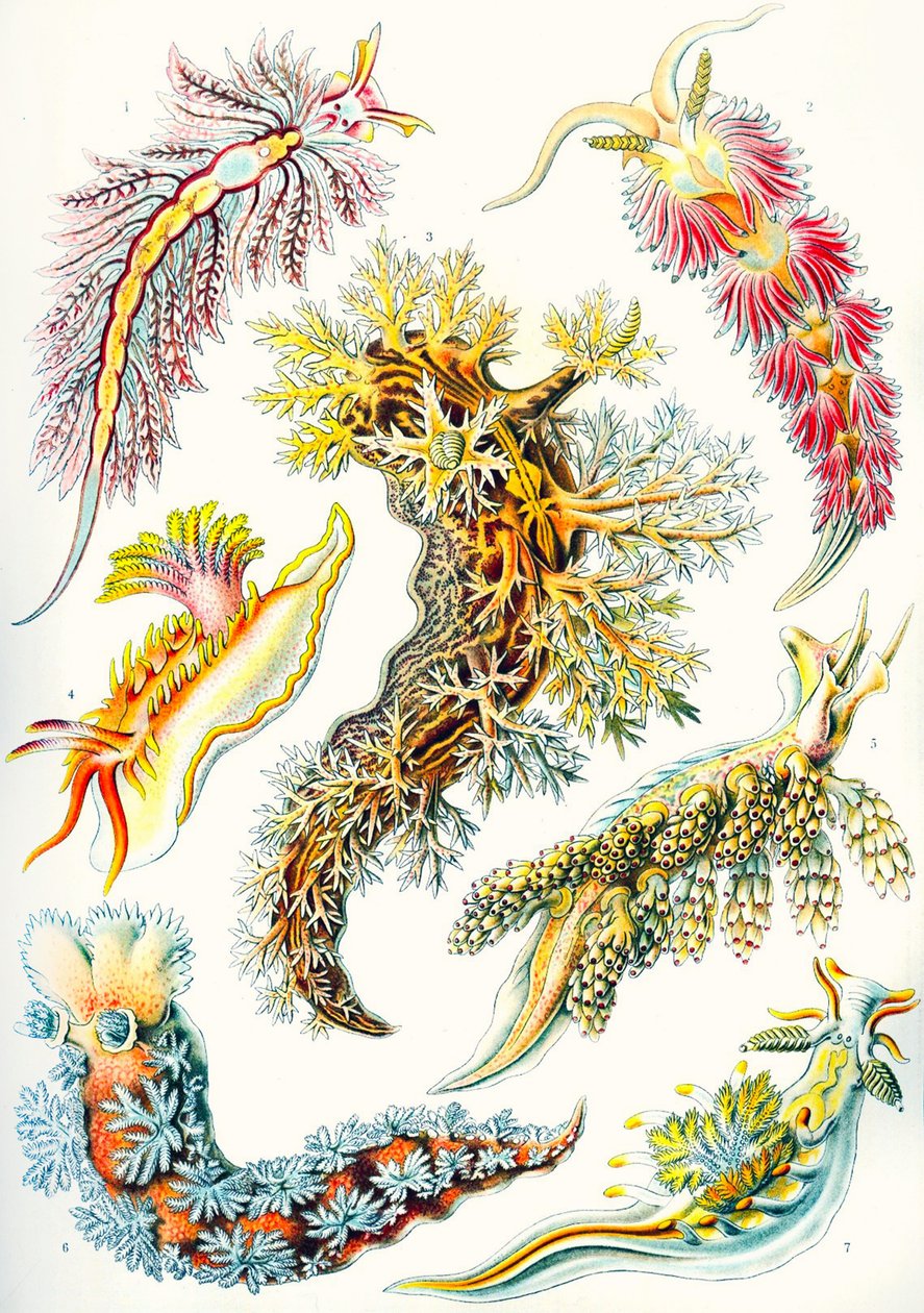 En samling av Nudibranchia från "Art Forms of Nature" av Ernst (after) Haeckel