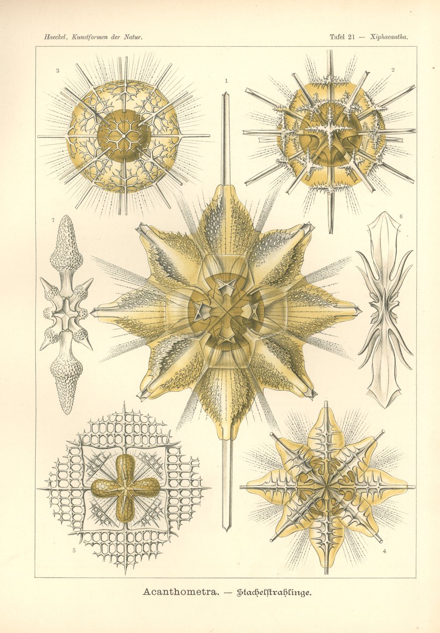 Acanthometra - Stachelstrahlinge, Pl.21 från 