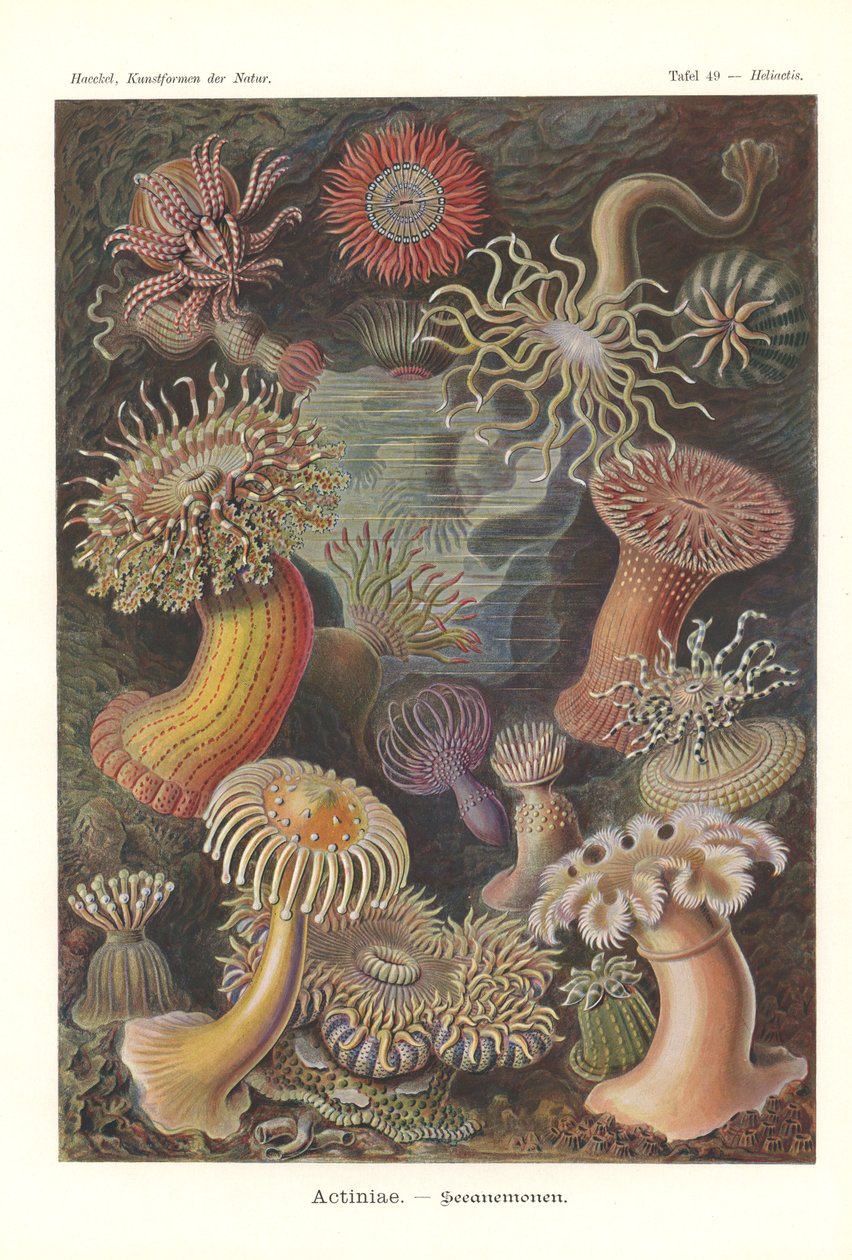 Actiniae - Havsanemon, Pl.49, från 