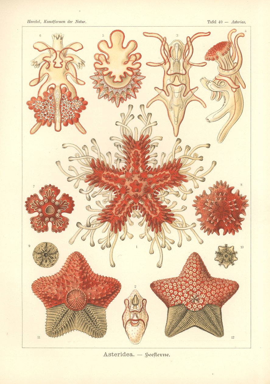 Asteridea - Sea Star, Pl.40. från 