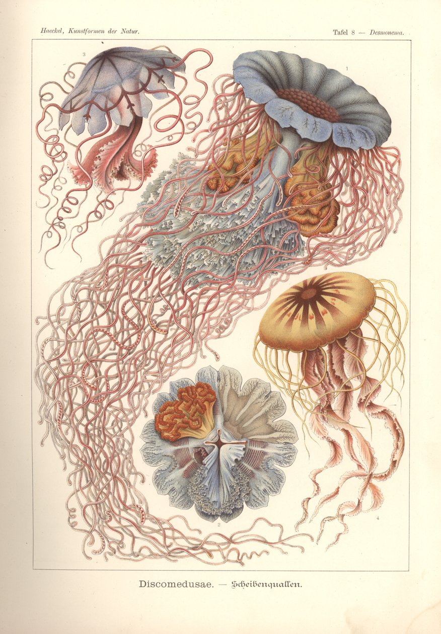 Discomedusae - diskmanet, pl. 8 från 