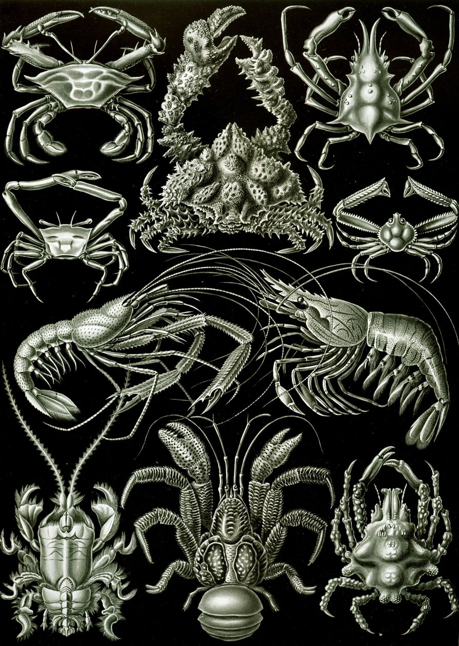 Exempel på Decapoda "naturens konstformer" av Ernst (after) Haeckel