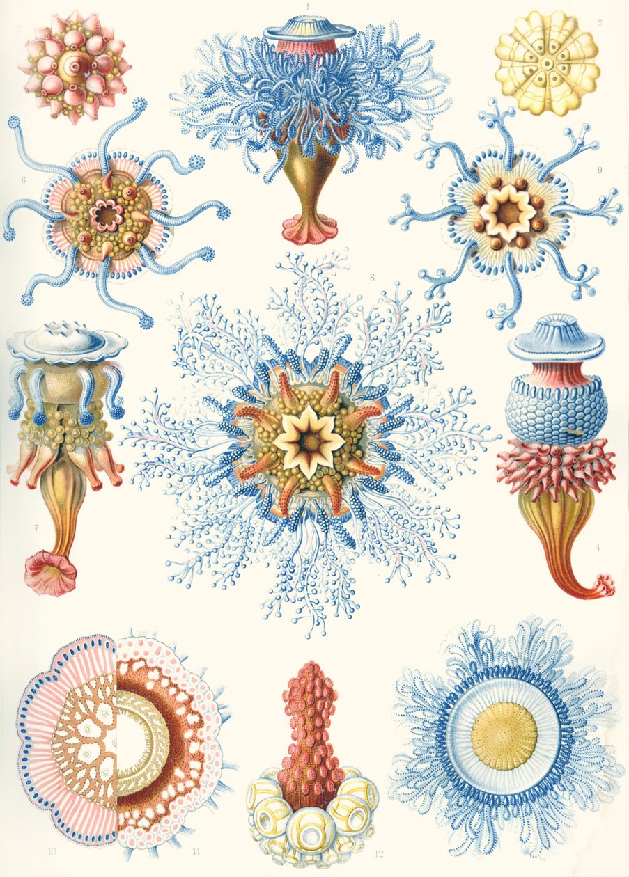 Exempel på Siphonophorae från 