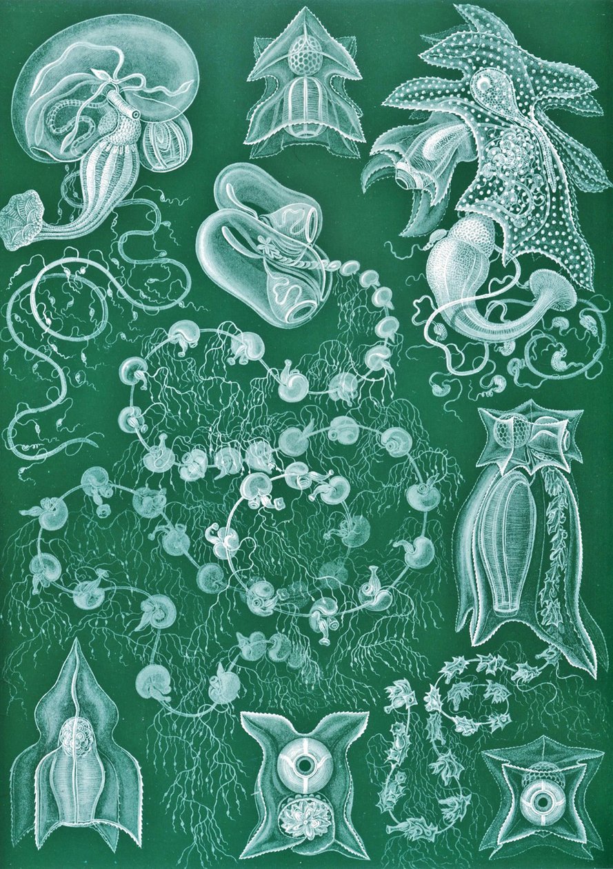 Exempel på Siphonophorae från 