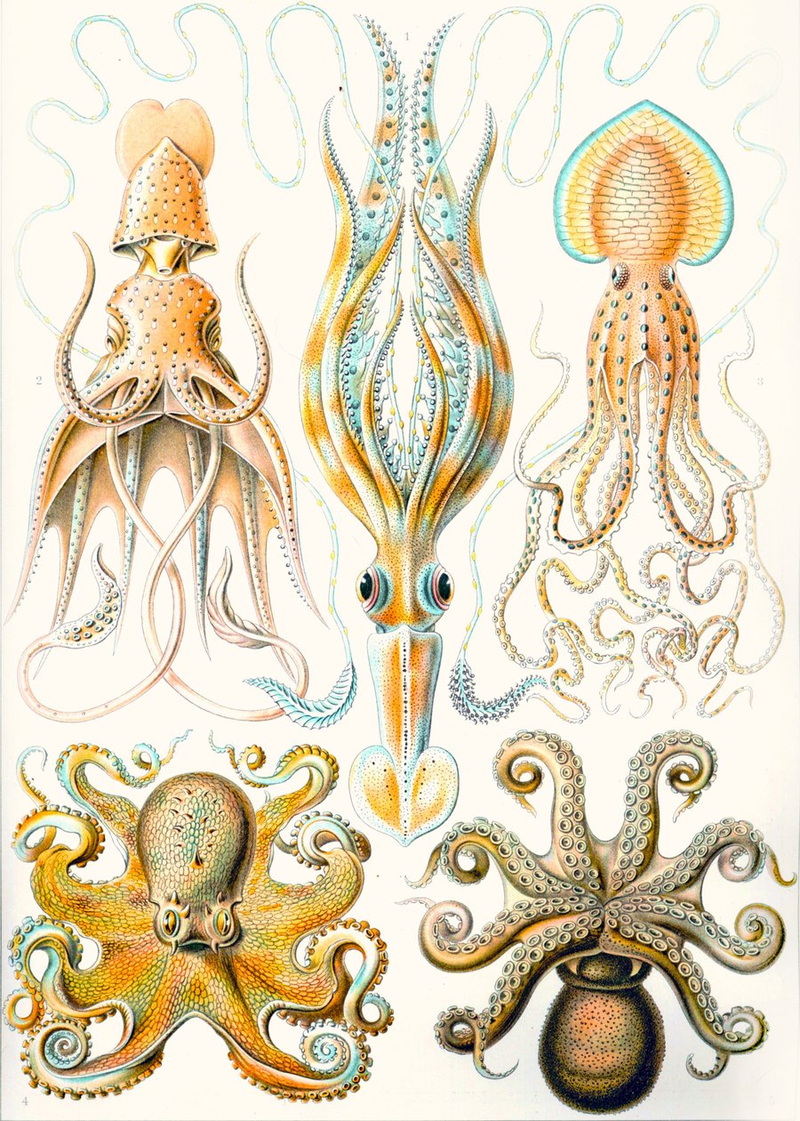Exempel på olika bläckfiskar "naturens konstformer" av Ernst (after) Haeckel