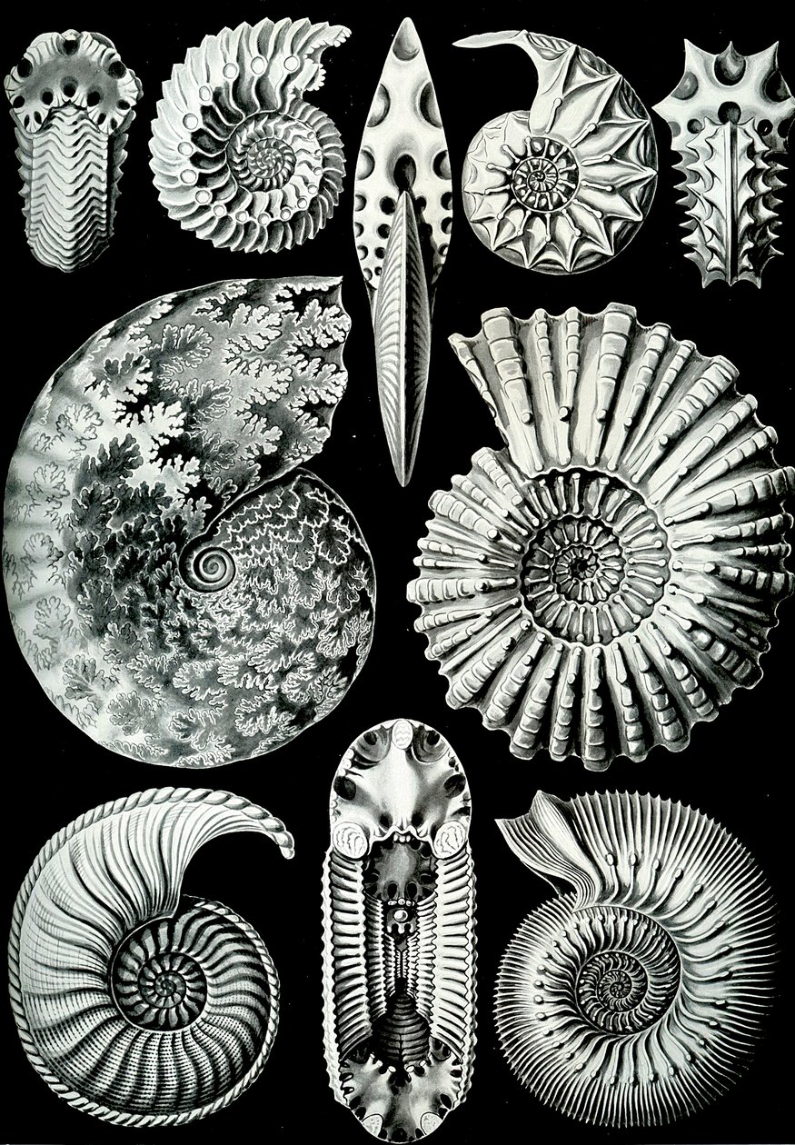 Illustration av Ammonitida från "Art Forms of Nature" 1904 (litho) av Ernst (after) Haeckel