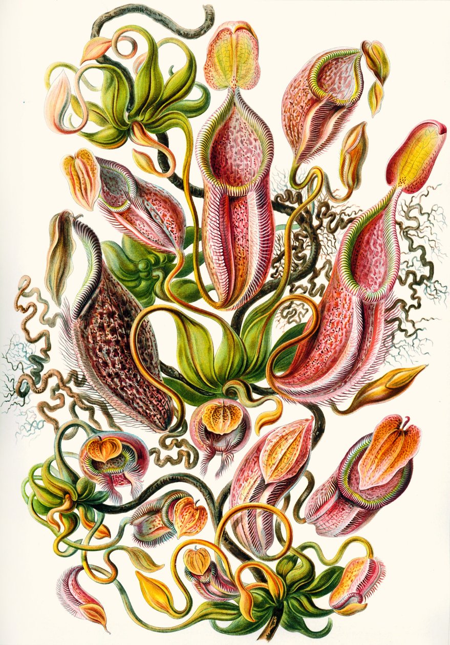 en samling Nepenthaceae från 