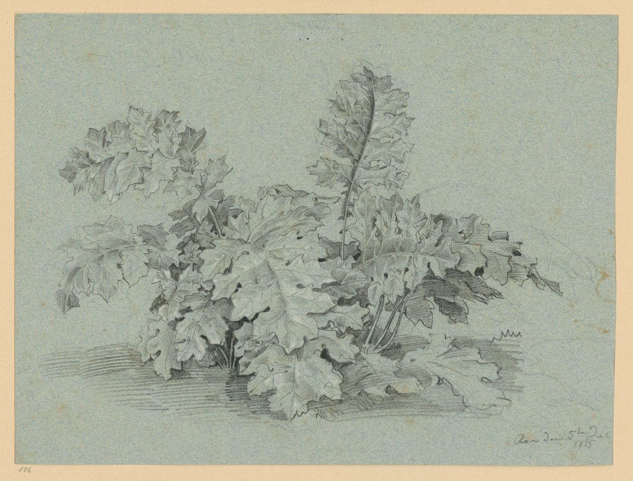 Akanthusplanta av Ernst Fries