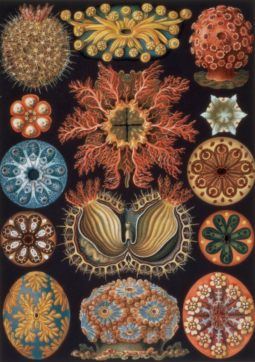 Ascidiae, tallrik 85 från `Art Forms of Nature` av Ernst Haeckel