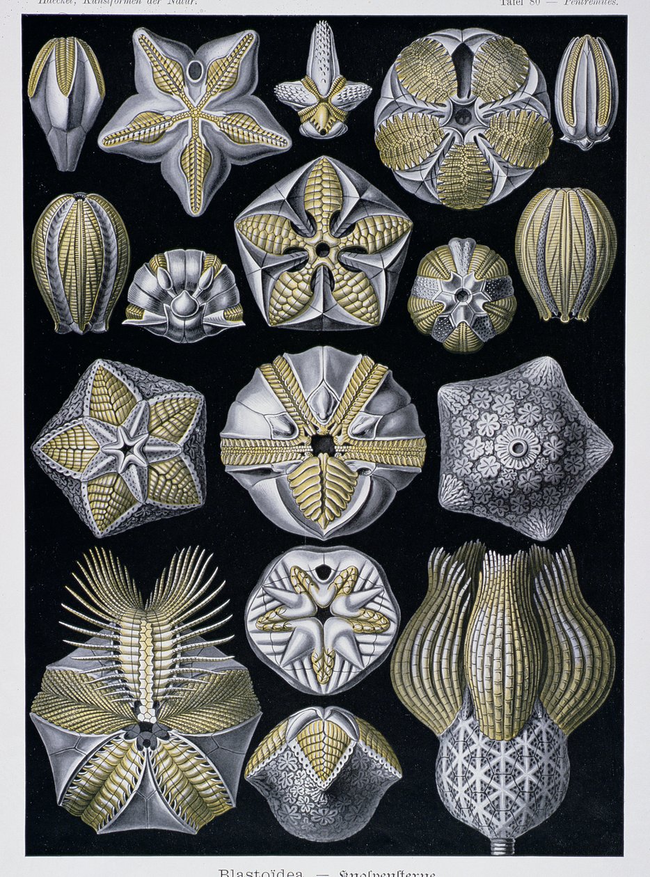 Blastoidea, tallrik från Artforms of Nature, ca 1899-1904 (färggravyr) av Ernst Haeckel