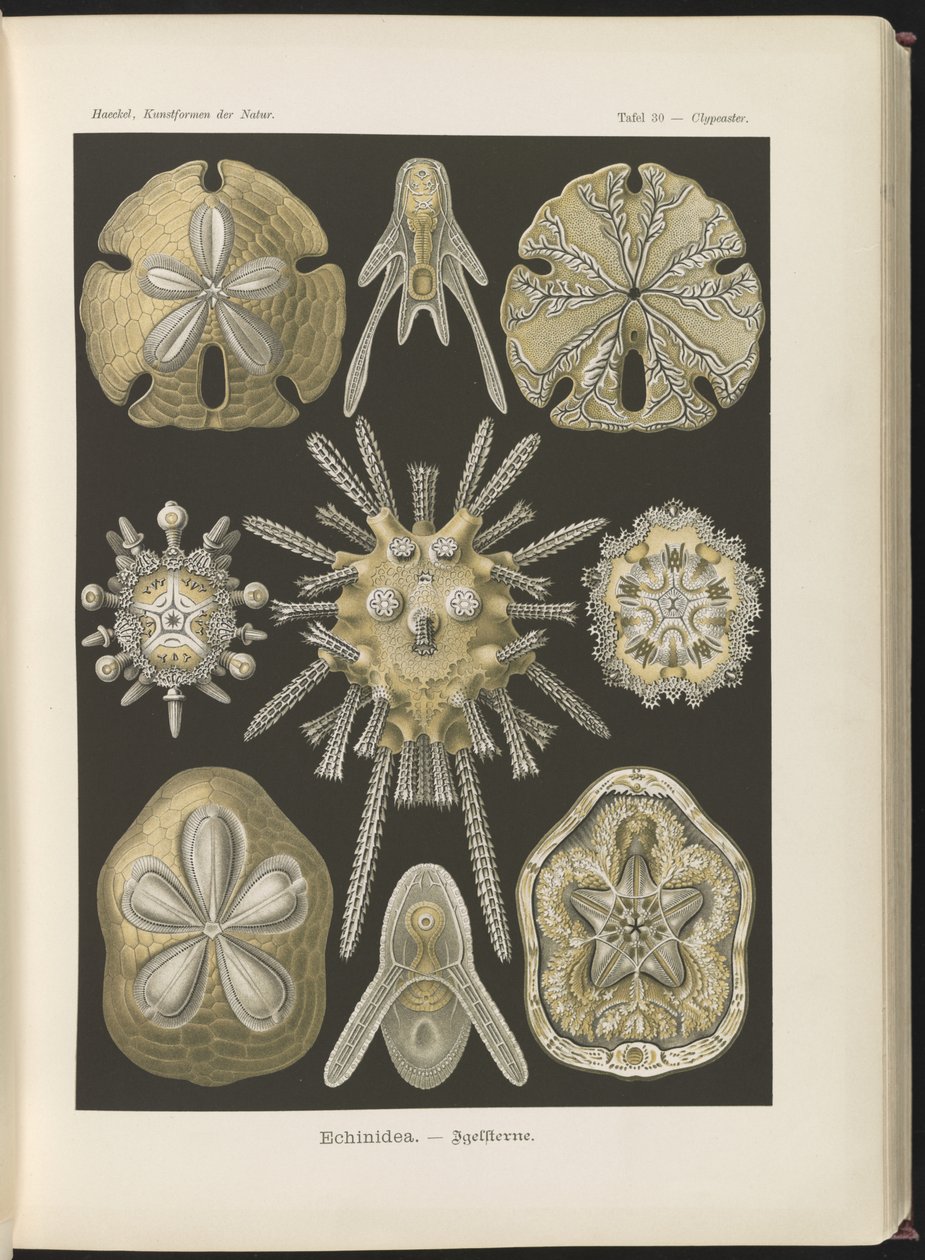 Echinidea: sjöborrar och sjödollar av Ernst Haeckel