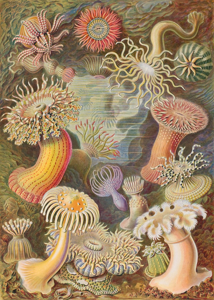 Haeckel Actiniae av Ernst Haeckel