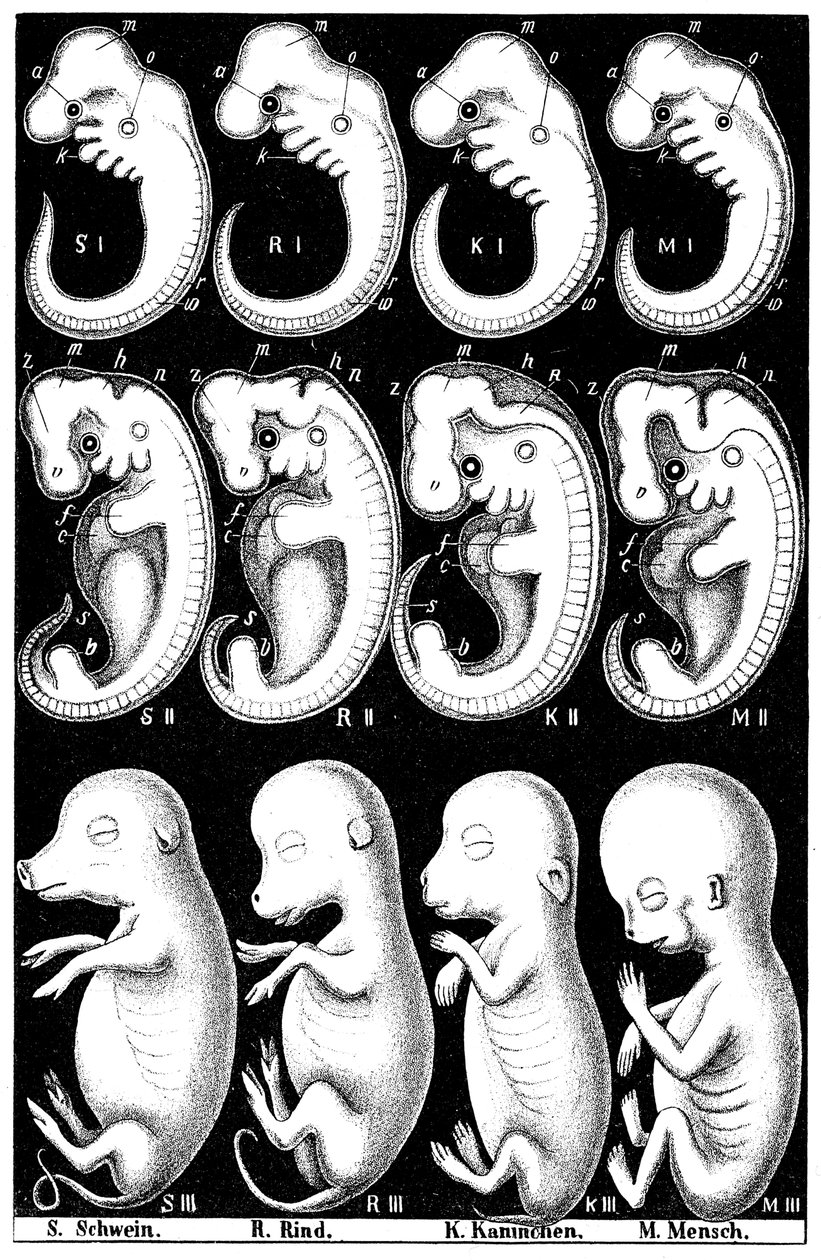 Haeckels jämförelse av embryon från gris, ko, kanin och människa av Ernst Haeckel