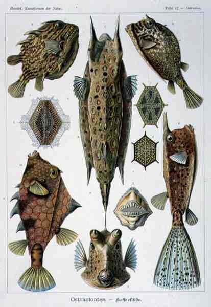 Ostraciontes, tallrik från Artforms of Nature av Ernst Haeckel
