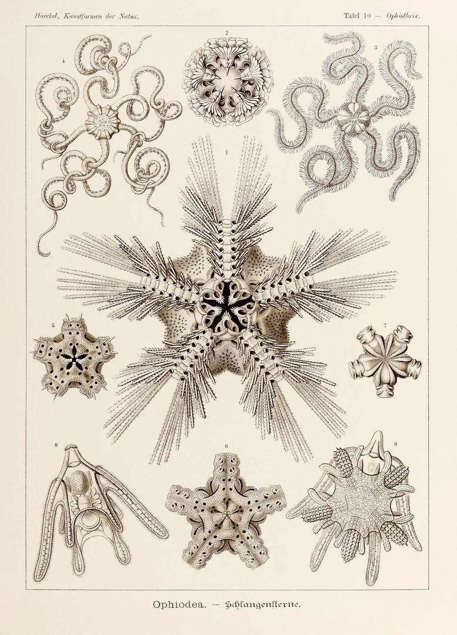 Tallrik 10 Ophiothrix Ophiodea från 