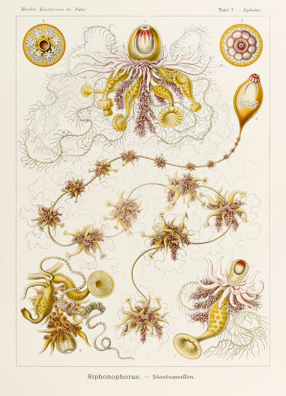 Platta 7 Epibulia Siphonophorae från 