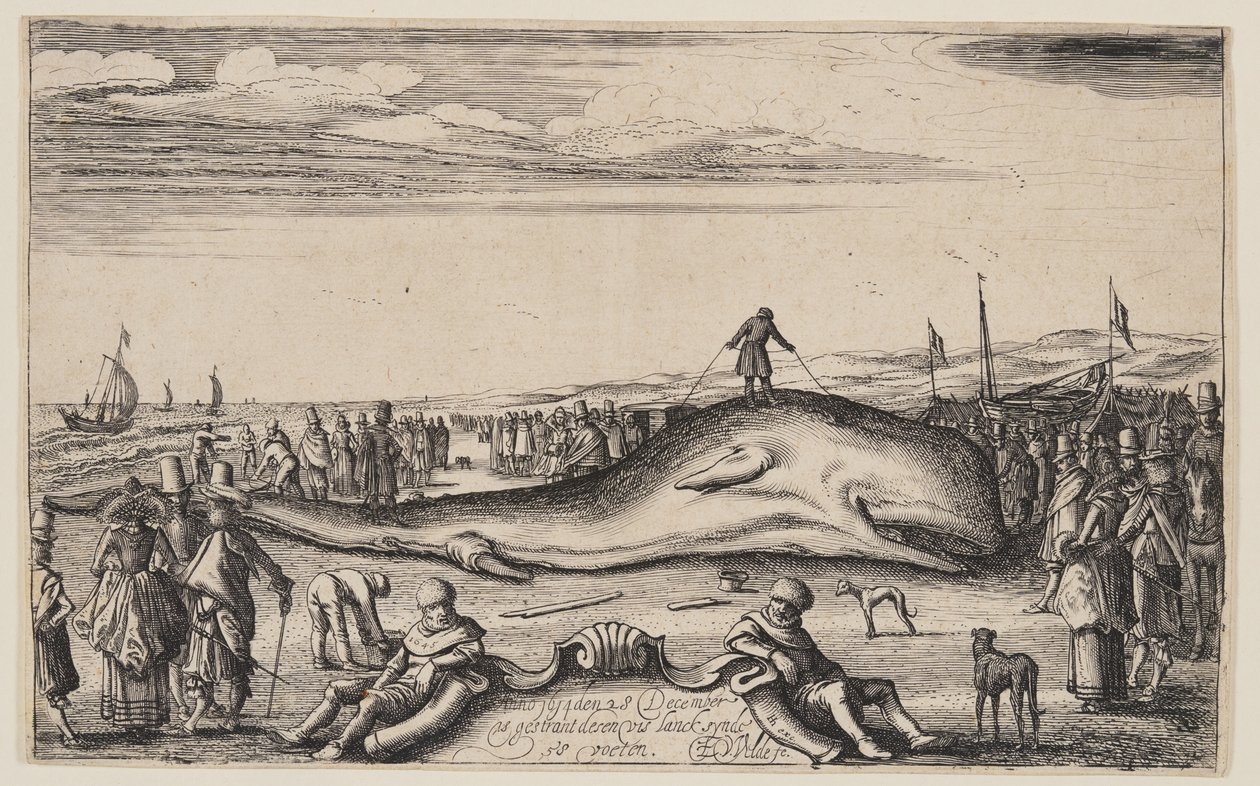 Strandad kaskelotval vid Noordwijk av Esaias van den Velde I