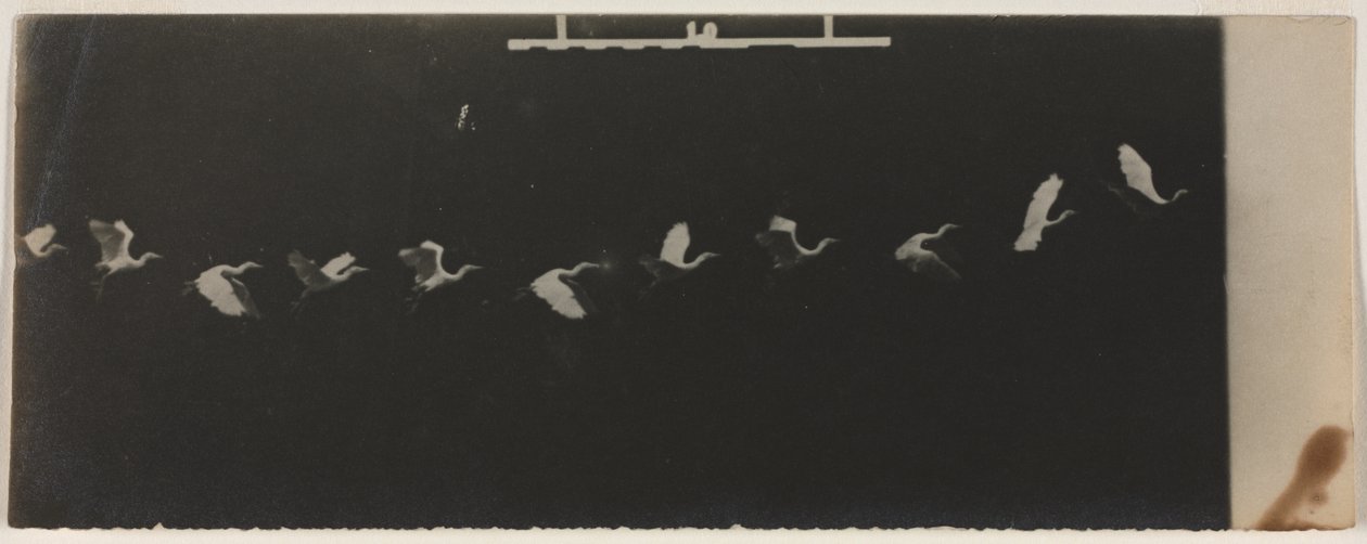 Kronofotografi av en flygande häger av Etienne Jules Marey