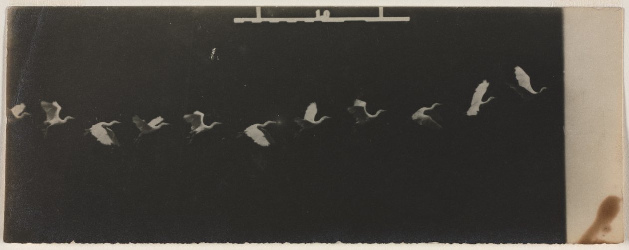 Kronofotografi av en flygande häger. av Etienne Jules Marey
