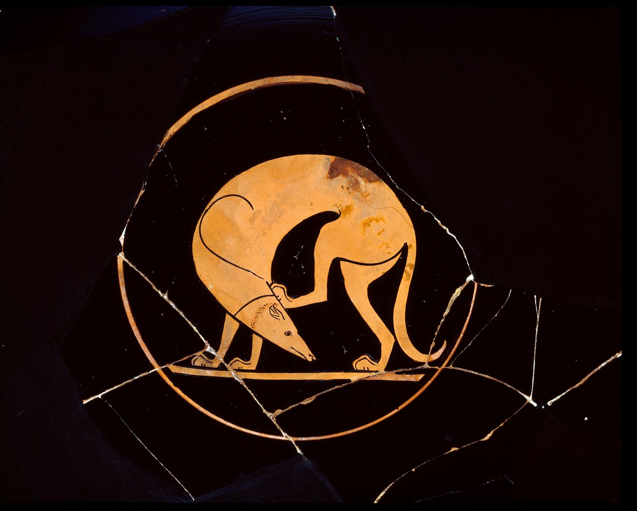 Attic rödfigurs kopp av hund som kliar sig i örat med ett bakben, inuti tondo, 500-talet f.Kr. av Euergides painter