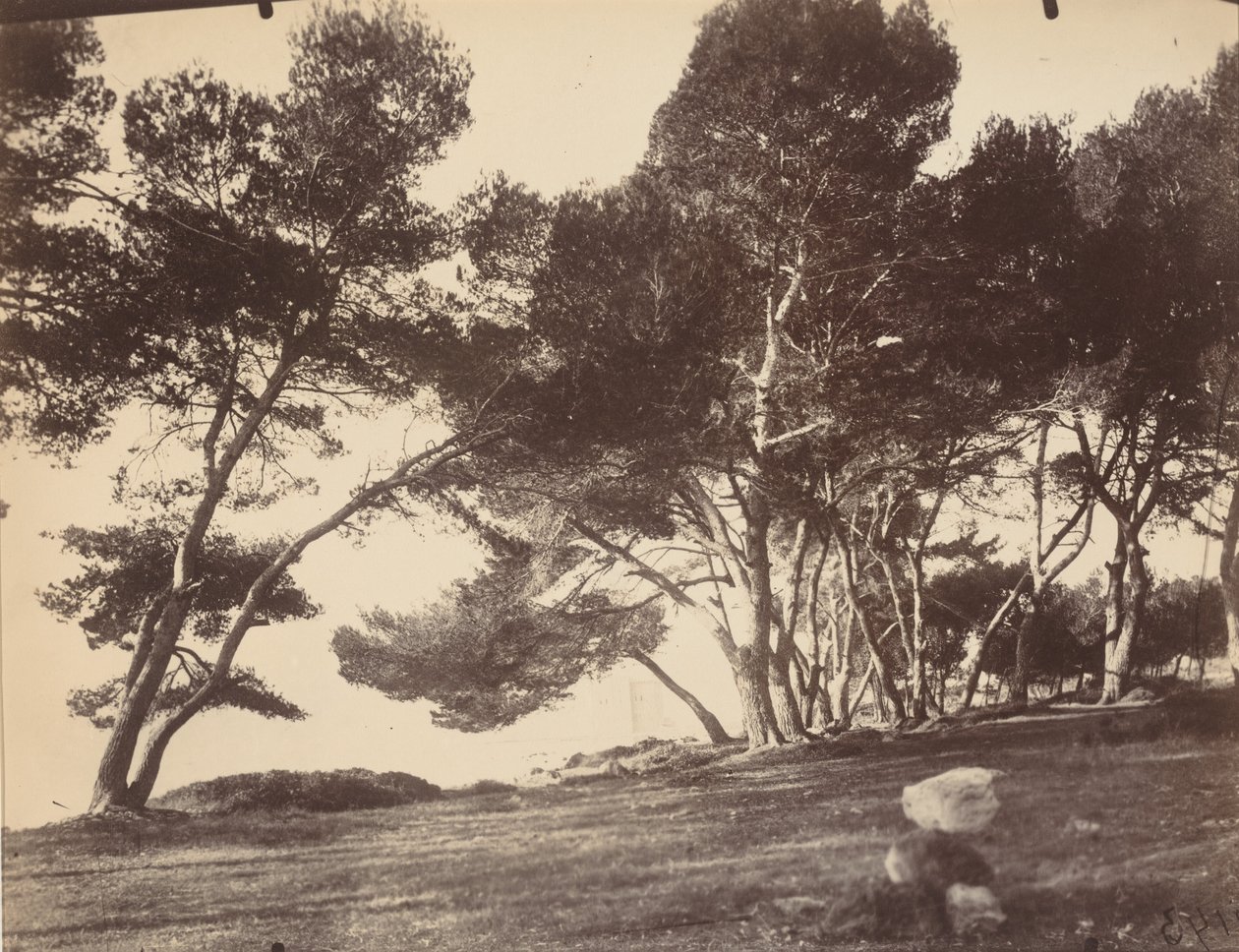 Cannes, Ile Saint Honorat, ca 1899-1927 (foto) av Eugène Atget