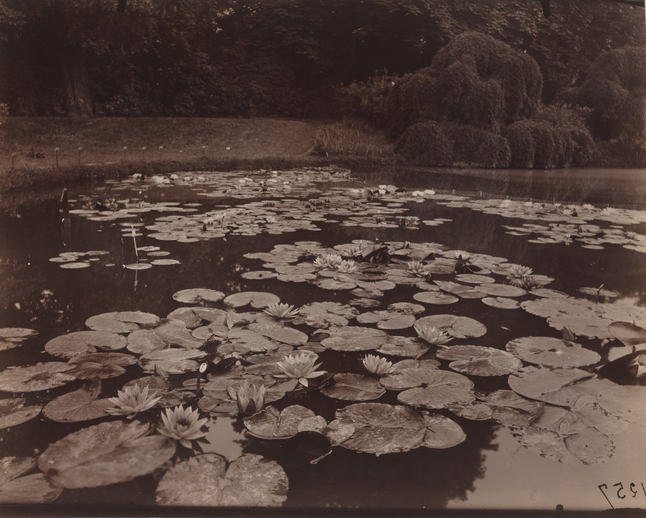Nympheas (Bagatelle),1925 (foto) av Eugène Atget