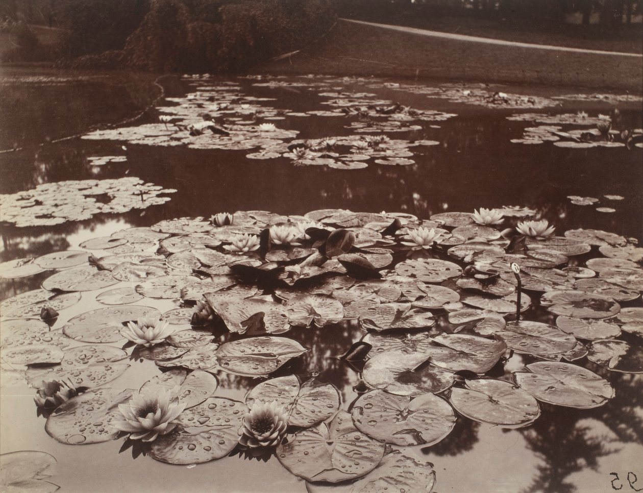 Näckrosor av Eugène Atget