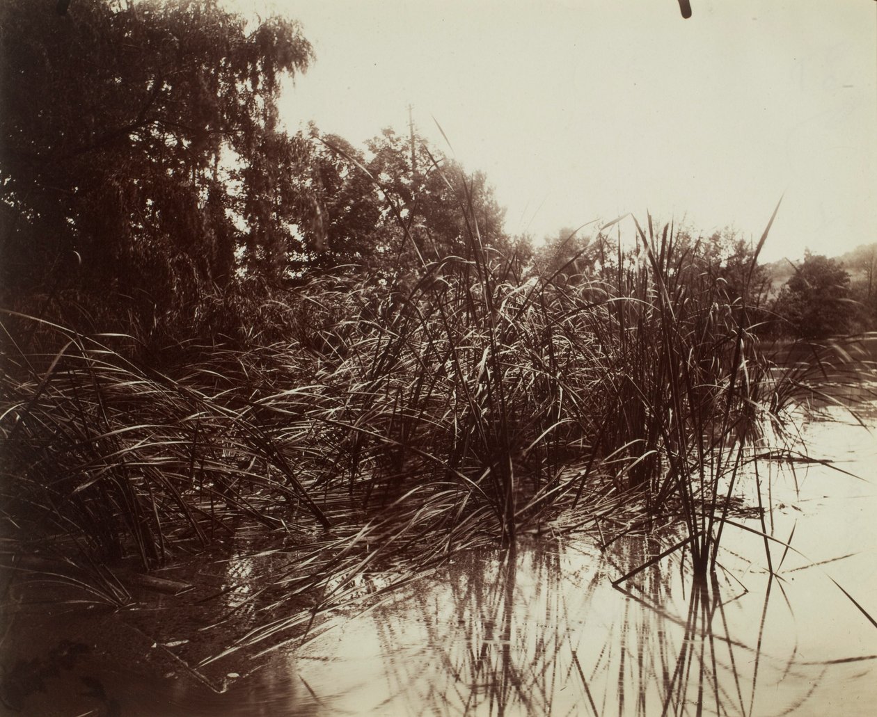 Vass, dammen vid Plessis-Piquet av Eugène Atget