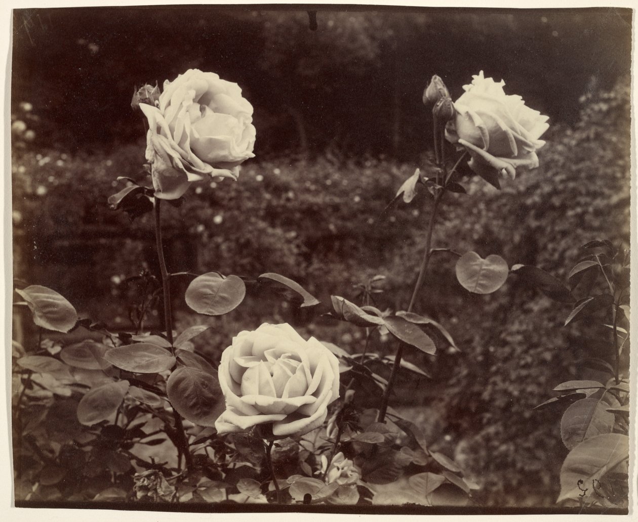 Rosor av Eugène Atget