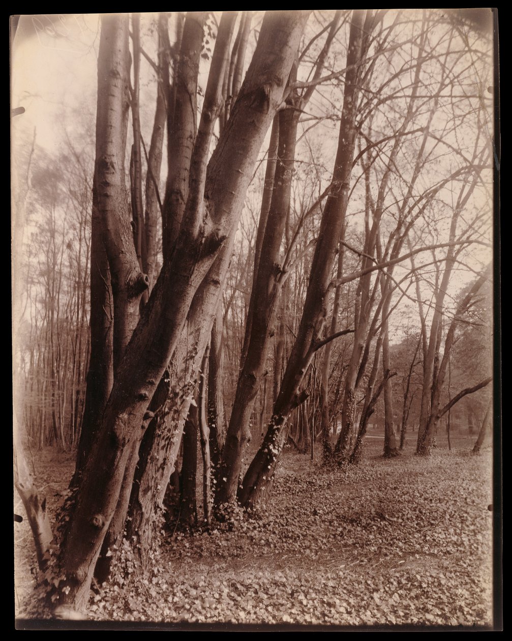 Parken vid Saint-Cloud av Eugène Atget
