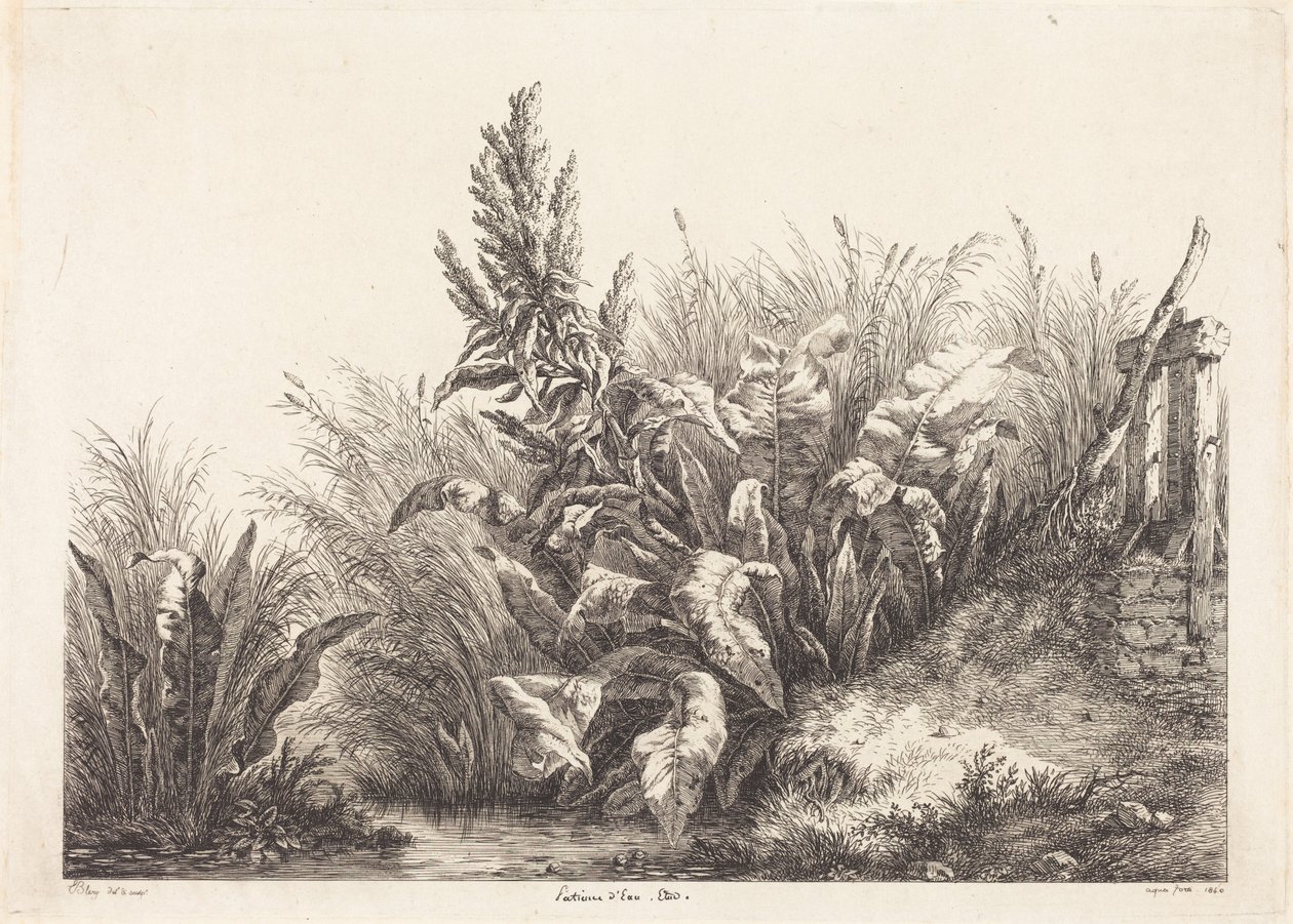 Vattenskräppa, studie av Eugene Bléry