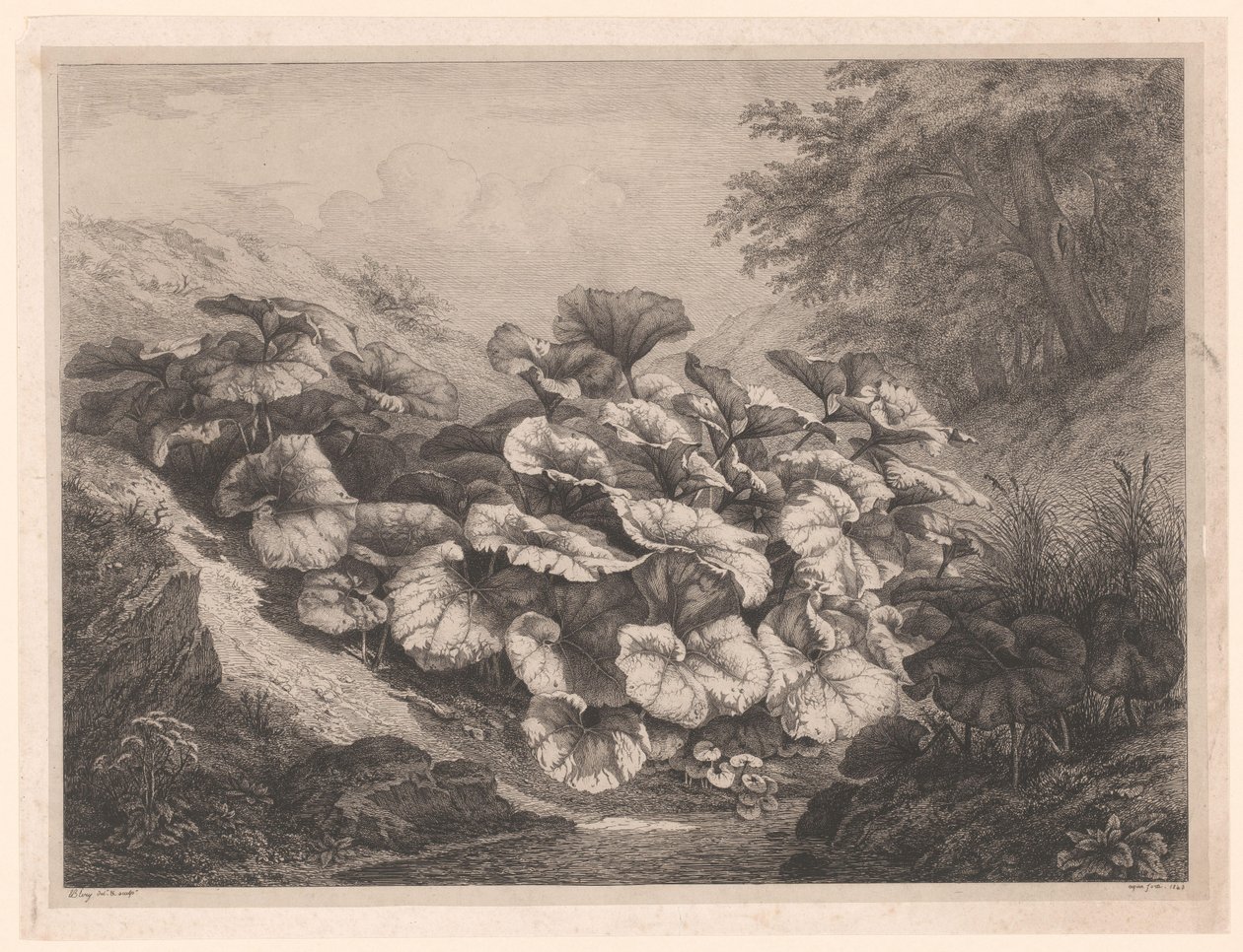 Groot hoefblad The Great Coltsfoots Vier grote plant soorten (serietitel) De fyra stora växterna (serietitel) av Eugene Bléry