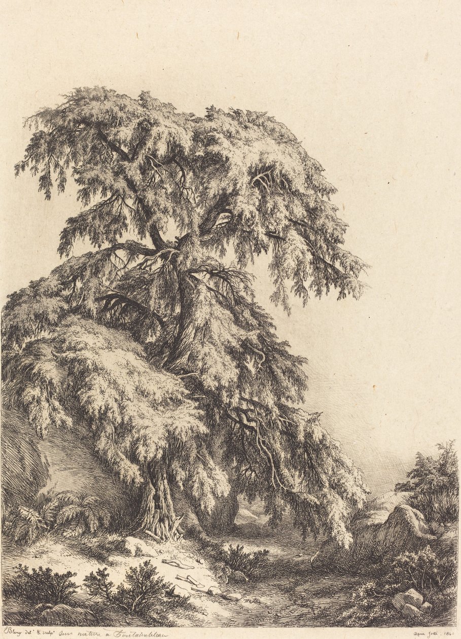 Enbärsträd, 1840. av Eugene Bléry