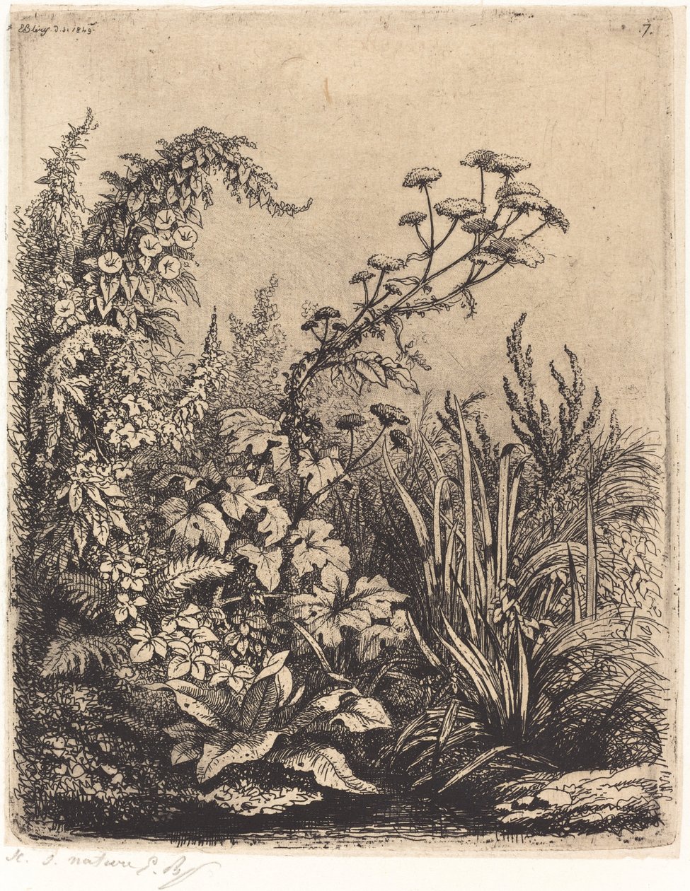 La petite berle aux liserons (liten vattenpalsternacka med bindweed) av Eugene Bléry
