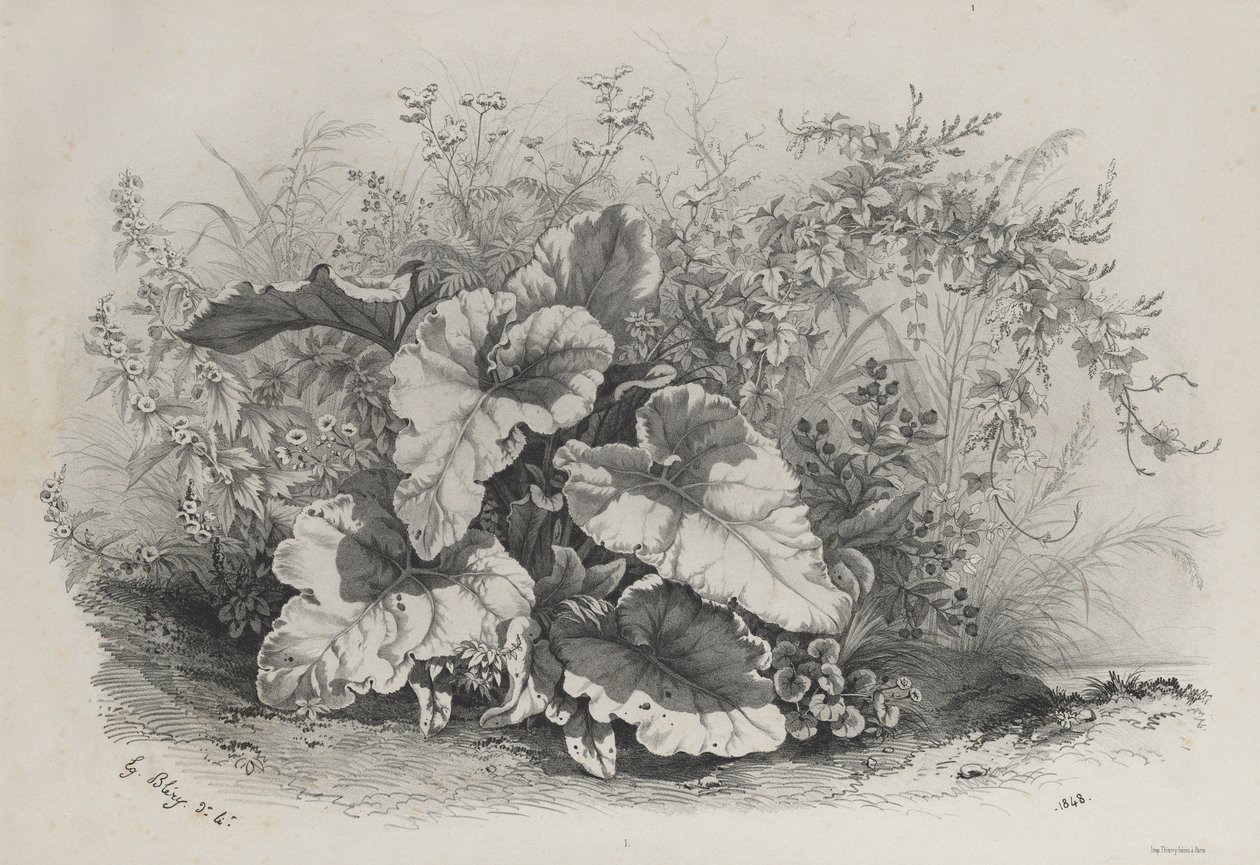 Växtstudie från grupp av olika växter ritade och litografier efter naturen..., 1848. av Eugene Bléry