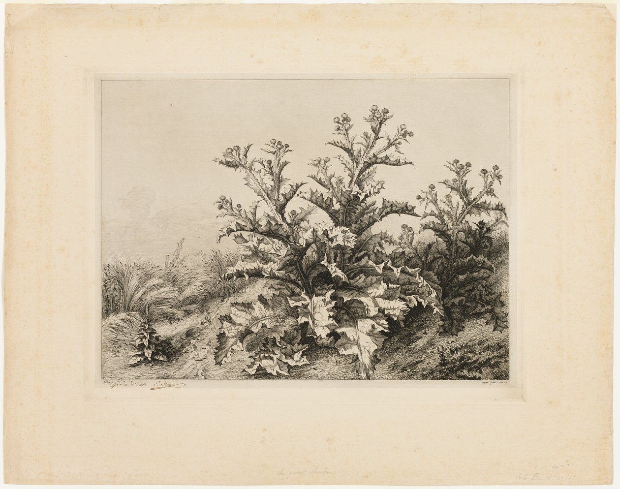 The Large Thistle, tallrik tre från Les quatres grandes plantes av Eugene Bléry