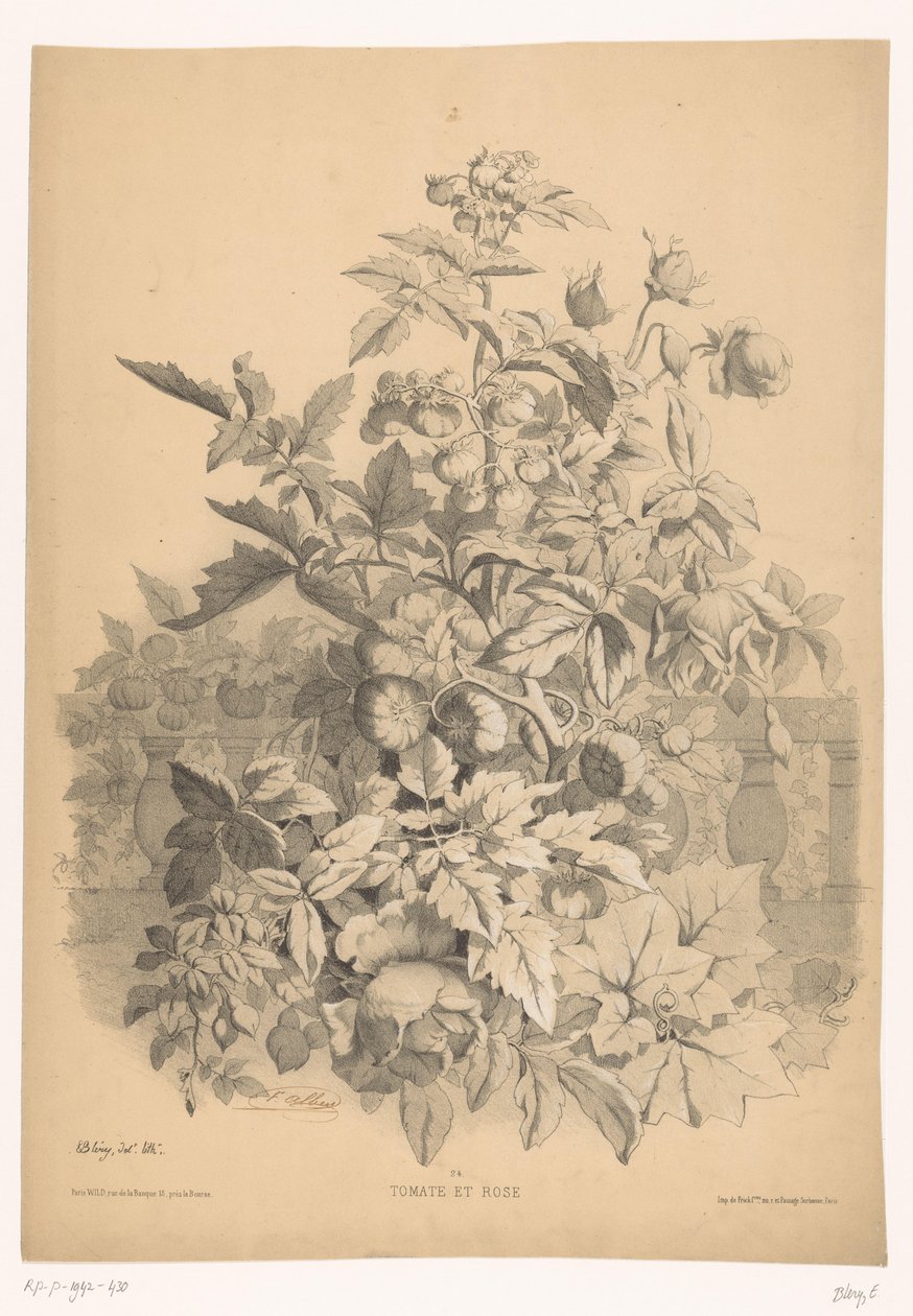 Tomat i rozen Tomat och ros (titel på objekt) Planten en bloemen (serietitel) Industriell guide hämtad från naturen och litografisk av Bléry (serietitel) av Eugene Bléry