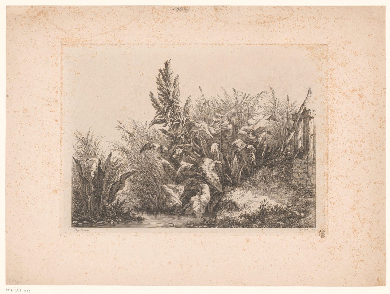 Waterzuring en riet aan de oever Vatten tålamod vid den lilla ventilen Studier ritade och graverade från naturen (...) (serietitel) av Eugene Bléry