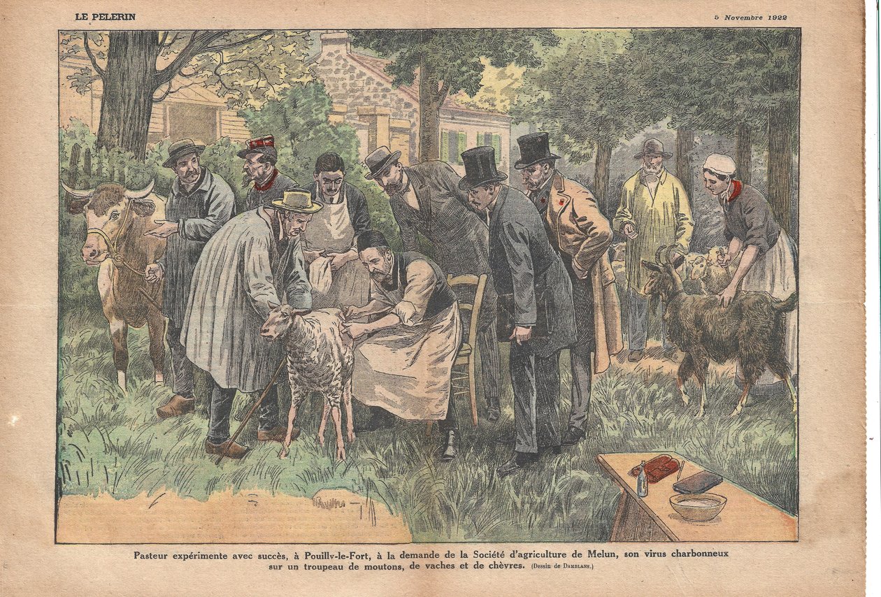 På Pouilly-le-Fort, på begäran av Melun Agricultural Society, testade Pasteur framgångsrikt sitt mjältbrandsvirus på en besättning av får, kor och getter., Le Pèlerin, 1922-11-5 (tryck) av Eugene Damblans