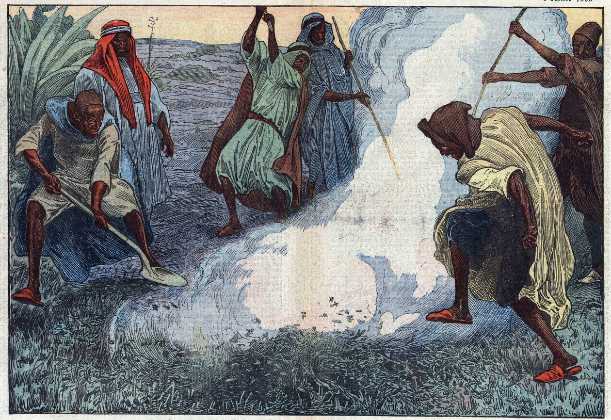 Förstörelsen av gräshoppor i Algeriet: araberna bränner dem under rop och förbannelser. Illustration av Damblans. I "" Le Pelerin"" den 4 juli av Eugene Damblans