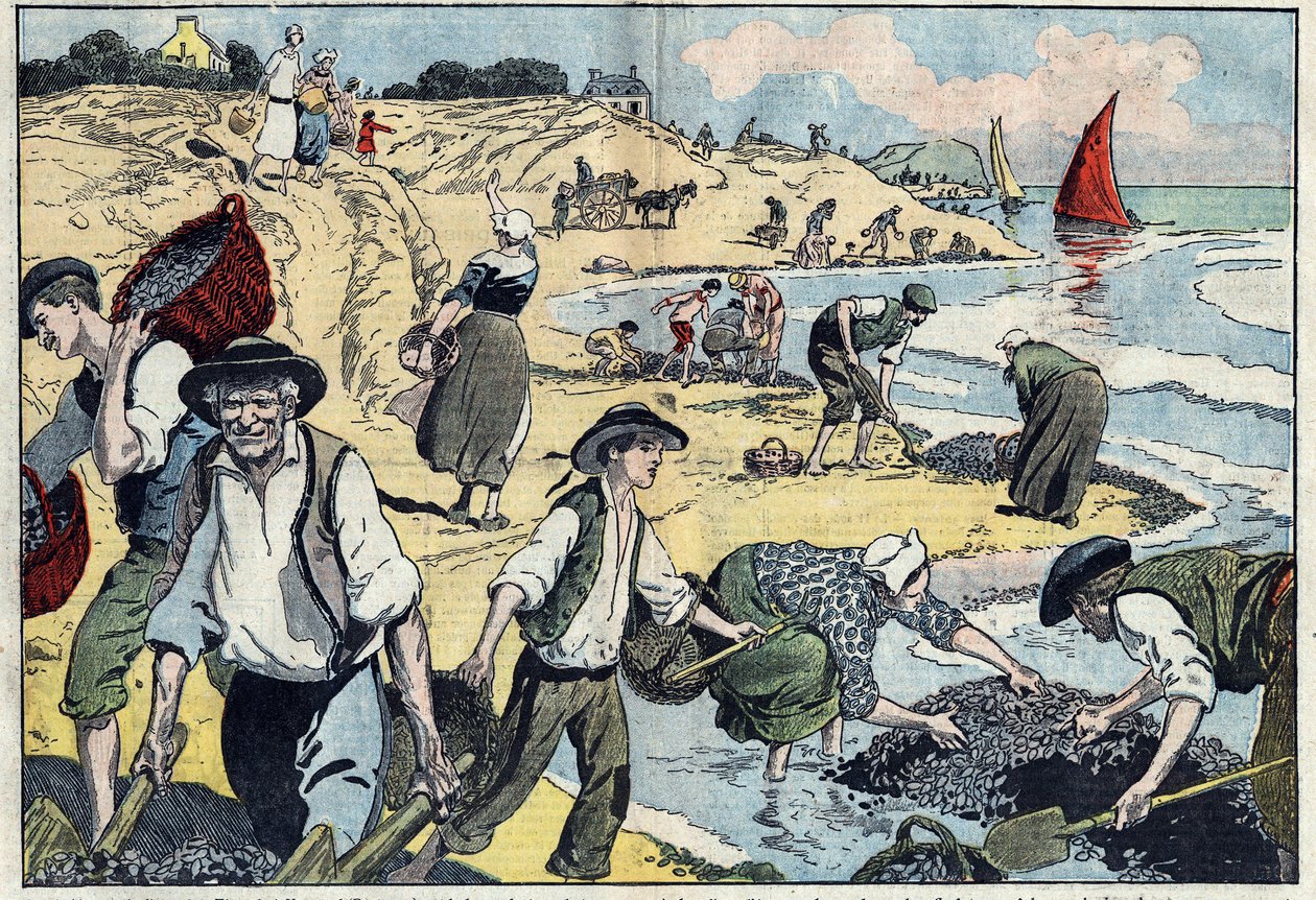 Invånarna vid Thouais kust skördar musslor. Kernevel, Finistere (29), Bretagne. Illustration av Damblans. I "" Le Pelerin"" den 31 augusti av Eugene Damblans