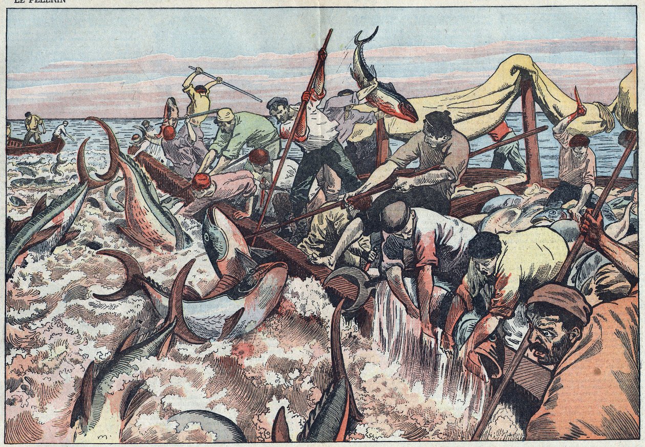 Tonfiskfiske i Tunisien - Tonfisk fångas i det sista nätet som kallas "corpo", kläcks med huggtänder och smäller i fiskebåten. Illustration av Damblans. I "" Le Pelerin"" den 30 augusti av Eugene Damblans
