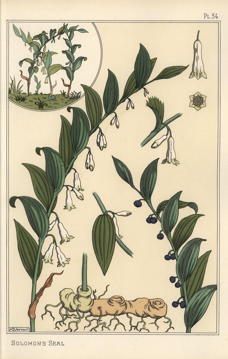 Botanisk illustration av Salomos sigill, Polygonatum multiflorum av Eugene Grasset