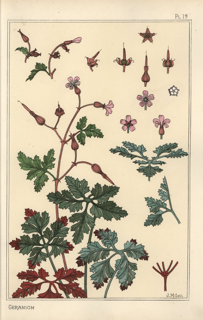 Botanisk illustration av en pelargonblomma, kronblad, löv av Eugene Grasset